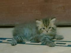 persian