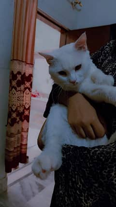 Persian