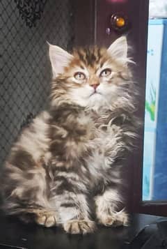 Triple Coat Punch Face kitten