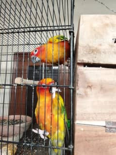 Conures