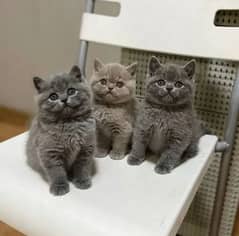 British shorthair, Persian & Other breed Cats