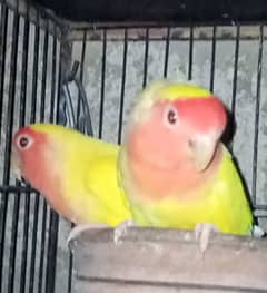 Love birds pair