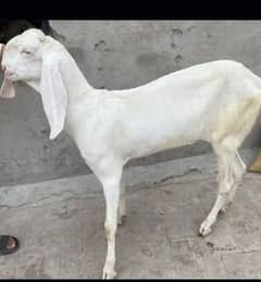 2 teeth Bakra