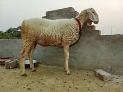 turkey dumbe or Mondre For sale(03020486884)