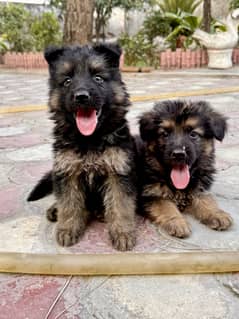 German Shepherd  Long Coat Puppies