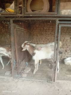 Qurbani Bakra 1400 say 1700 per kg