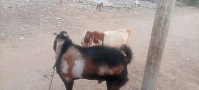 2 bakray . 1 ando 1 khasi