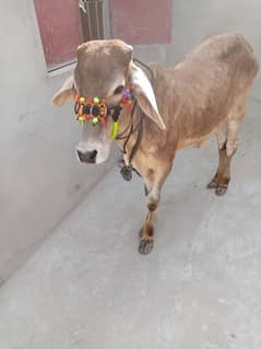 panjab