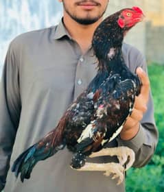 lakha Aseel male for sale