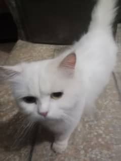 Persian