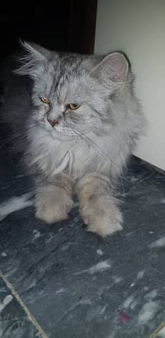 Persian