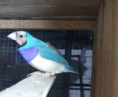 Finches breeder pair