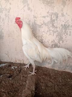 murga
