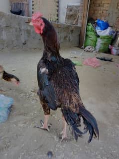 Aseel Murga