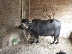 Buffalo