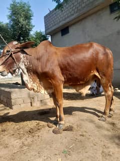sahiwal bull | cholistani bull | Bachra | Cow | Qurbani Bull | 2 Dant