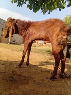 bital bakra for sale