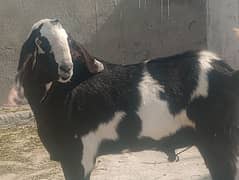 qurbani wala bakra