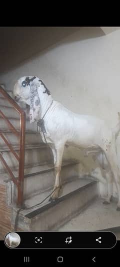 dasi bakra kurbani 03234438191