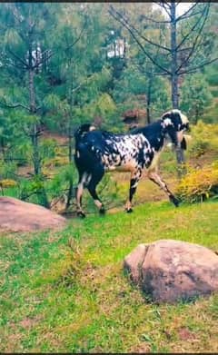 Bakra for sale