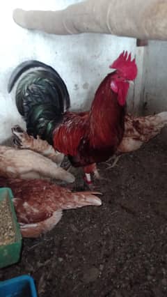 lohman nd golden misri egg lying