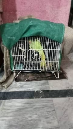 green parrot