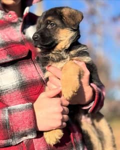 German shepherd puppies long coat my WhatsApp number 03001868066