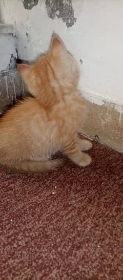 Kitten
