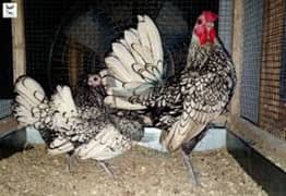 Fancy chicks of imported blood line available