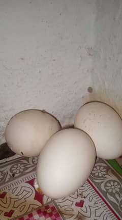 Aseel hens egg . . . fertile