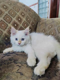 persain Cat | Persian Kittens | Triple Coated Persain kittens For Sale