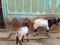 Bakra