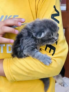 Persian Cats Kitten For Sale