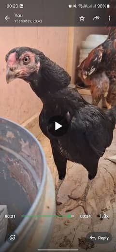 2 female 1 male