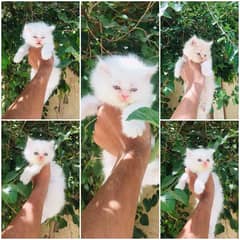 BEAUTIFUL EXTRA COATED PUNCH FACE BLUE EYES PERSIAN KITTENS FOR SALE