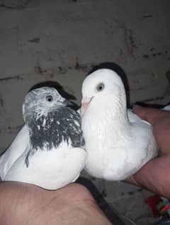 chantara male end showa madi original  argent for sell