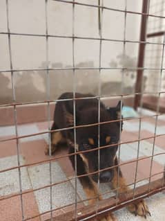 rot weiler + husky Cross