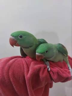 Kashmiri raw parrot Pair for hand tamed