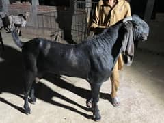 bakra/