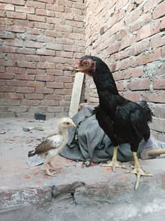 Aseel Mushki Female And Two chicks