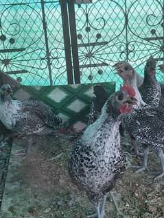 Fayoumi
