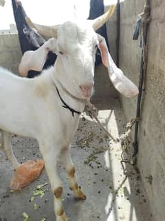 Gulabi bakra