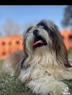 Shihtzu