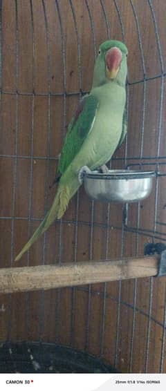 Raw Parrot