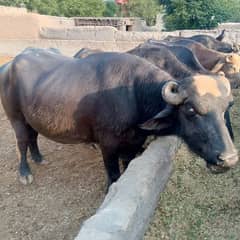 Buffalow bull for qurbani 2025/janwar