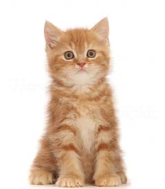 TRIPLE COAT / PERSIAN CAT / FLUFFY KITTENS / PERSIAN BREED