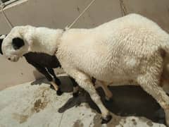 sheep