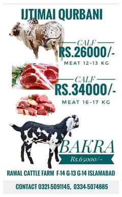 Qurbani hissa | ijtamai qurbani | اجتماعی قربانی 2025 | Bull Goat