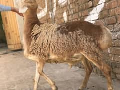 Dummbe jori Qurbani ke liye Urgent sale