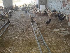 golden misri breed chuza 20 day
